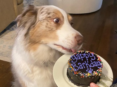 Elwyn Lopez's pet dog licking it's birthday cake.